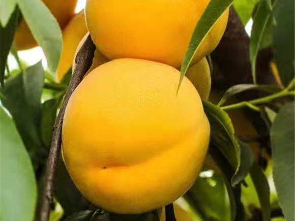 桃樹苗